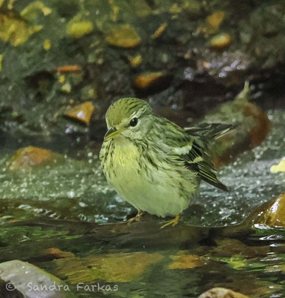 Blackpoll Warbler - ML637661483