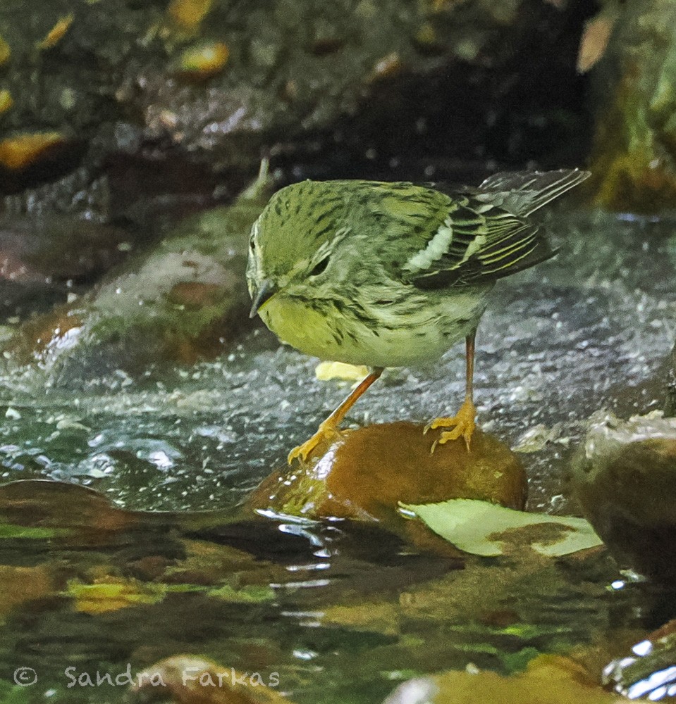 Blackpoll Warbler - ML637661484