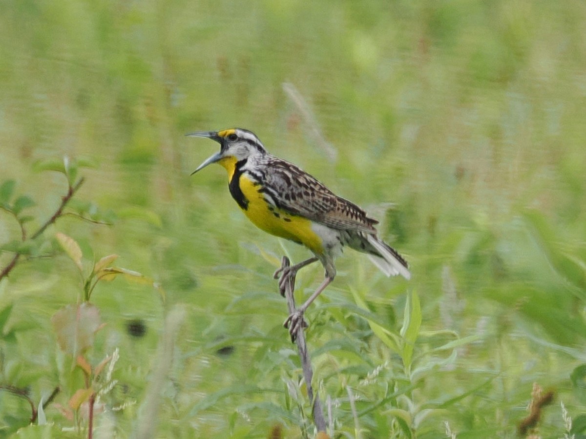 Eastern Meadowlark - ML637661500