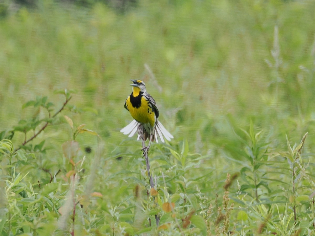 Eastern Meadowlark - ML637661532