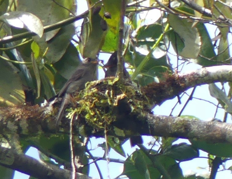 Dark Pewee - ML637661539