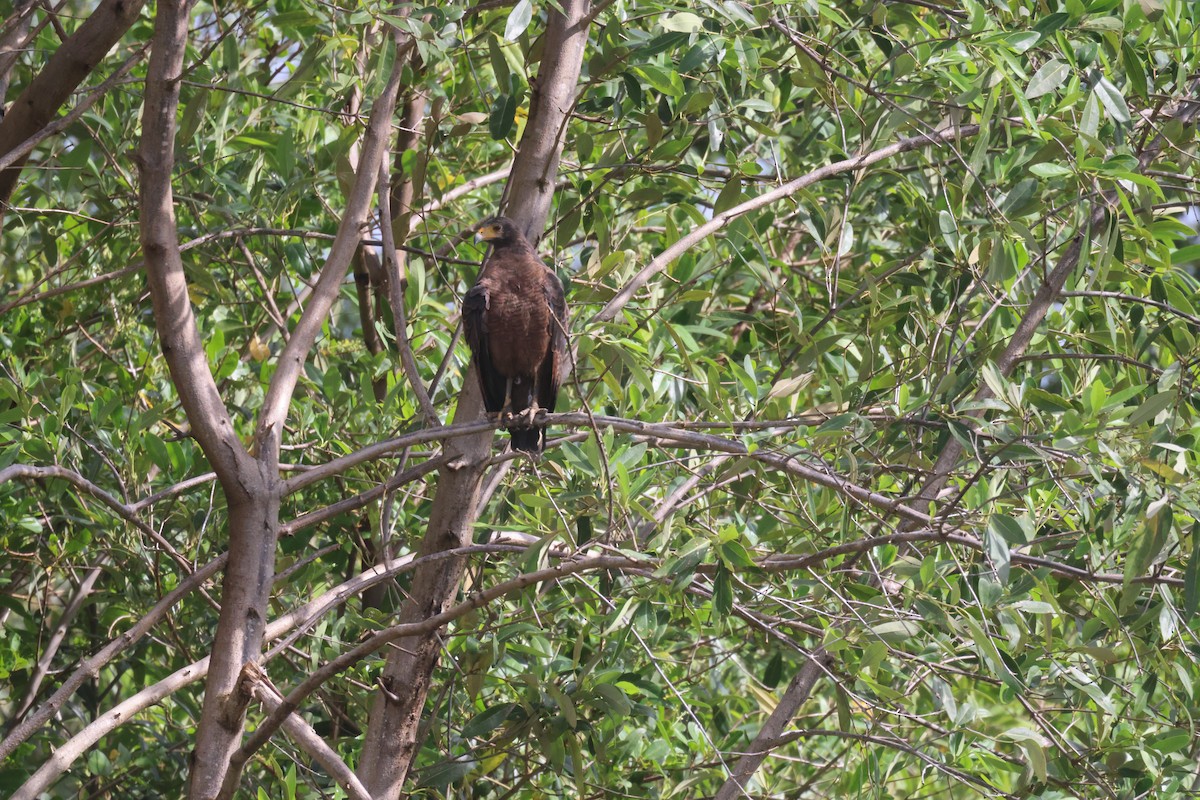 Rufous Crab Hawk - ML637661609
