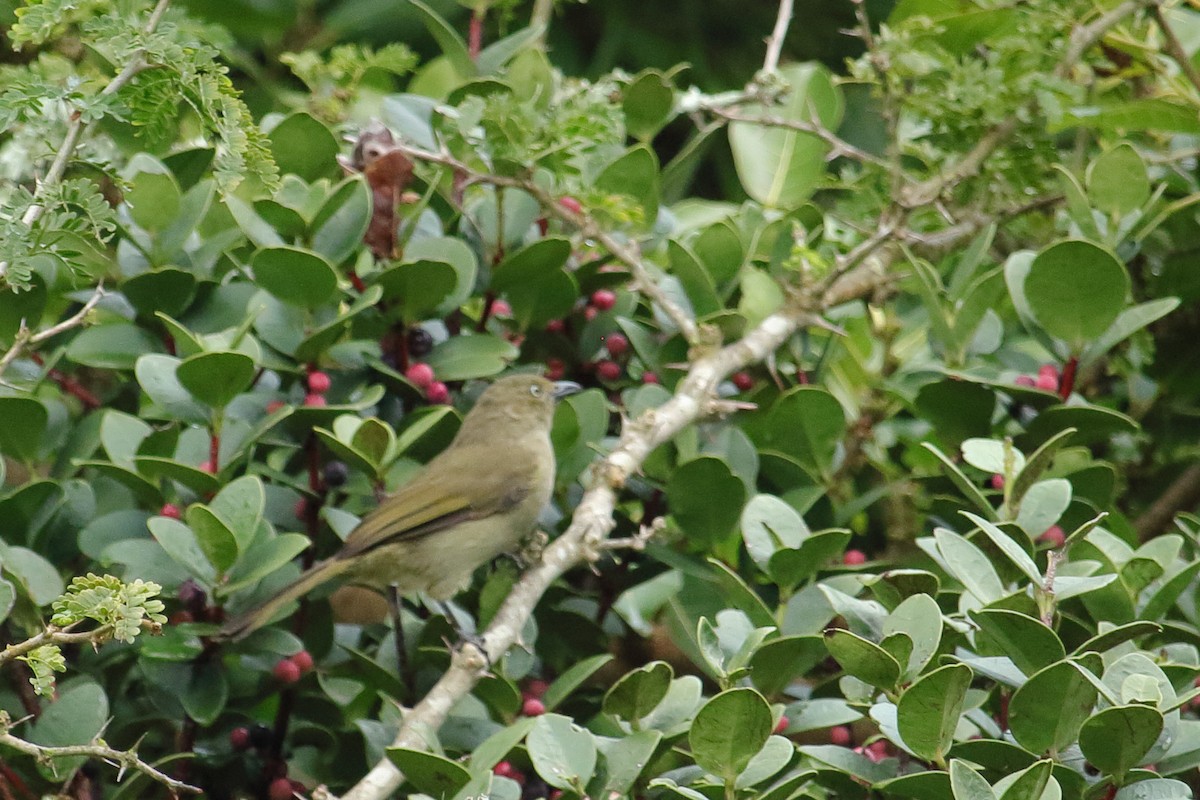 Sombre Greenbul - ML637661659