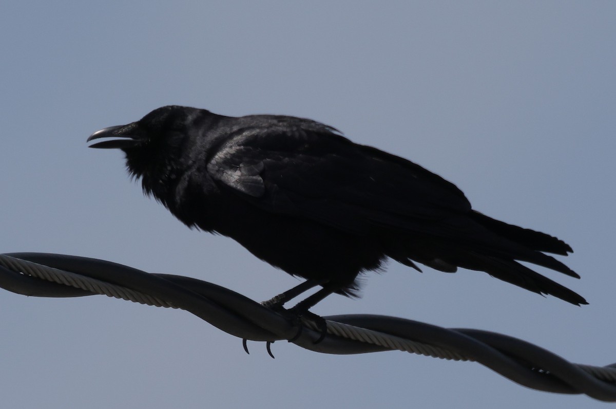 Fish Crow - ML637661694