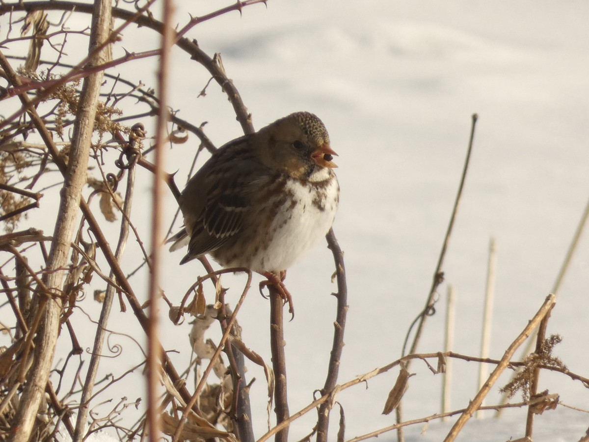 Harris's Sparrow - ML637661697