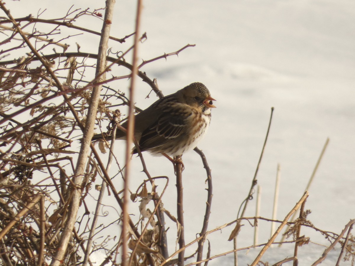 Harris's Sparrow - ML637661698