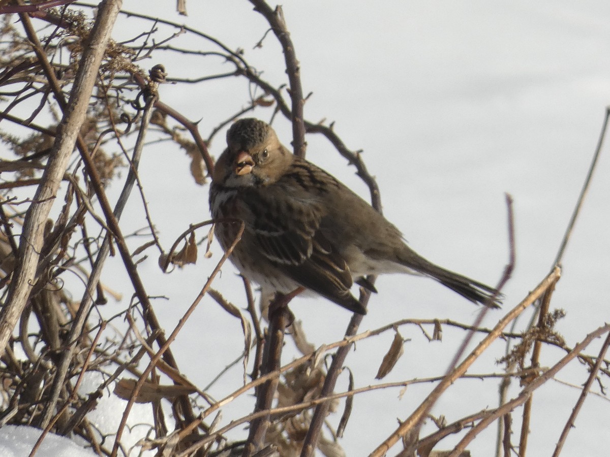 Harris's Sparrow - ML637661699