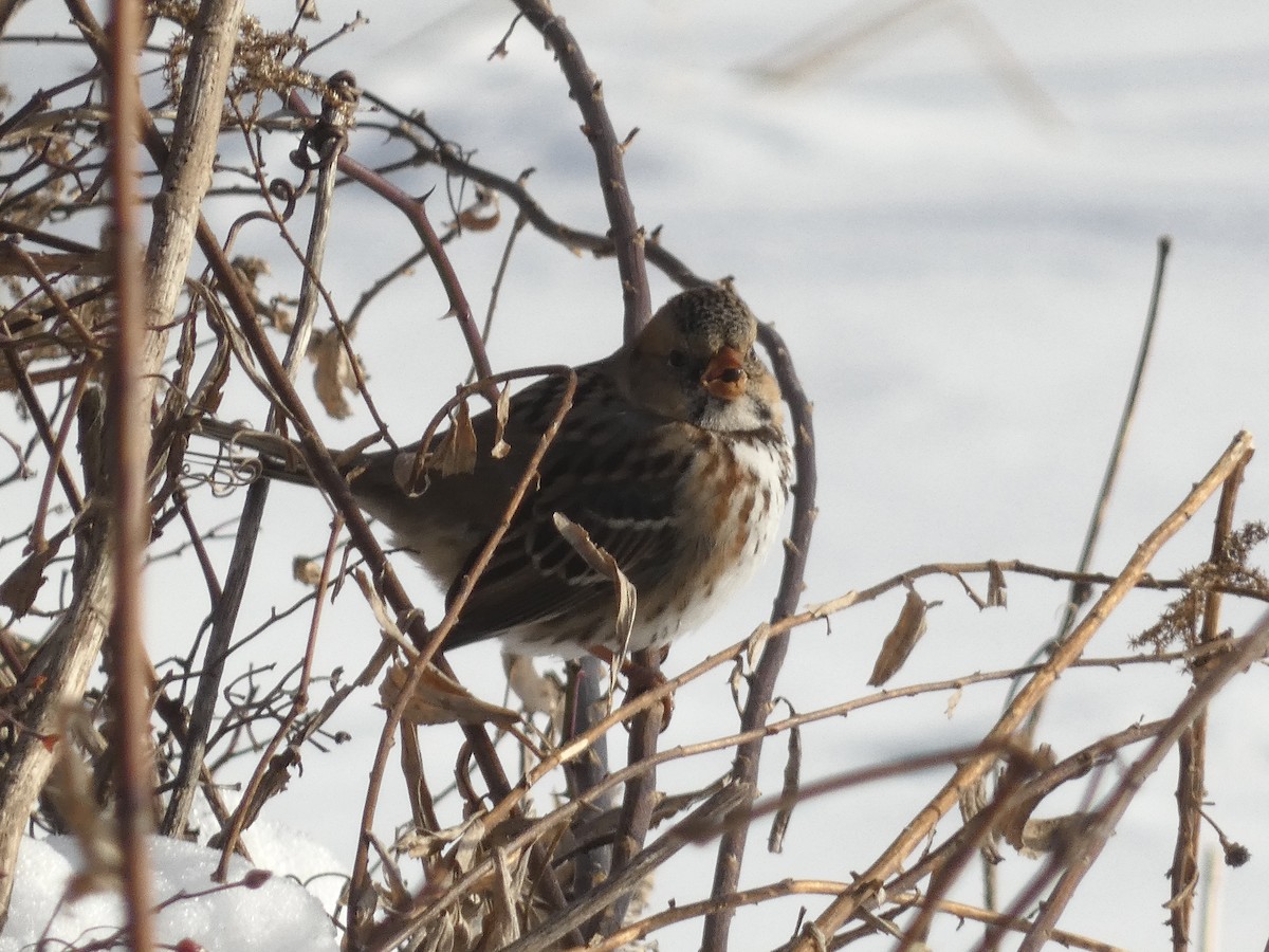 Harris's Sparrow - ML637661701