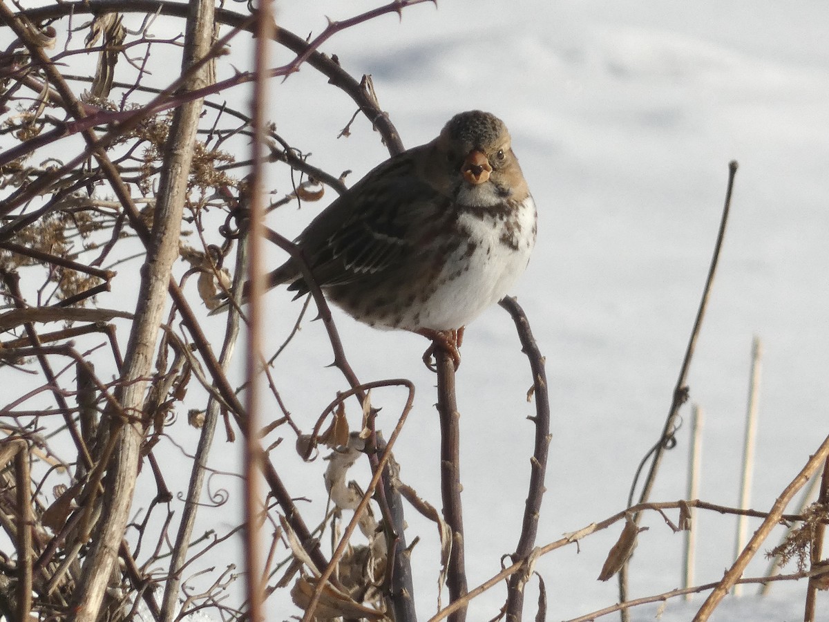 Harris's Sparrow - ML637661702
