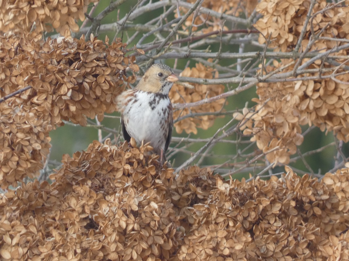 Harris's Sparrow - ML637661703