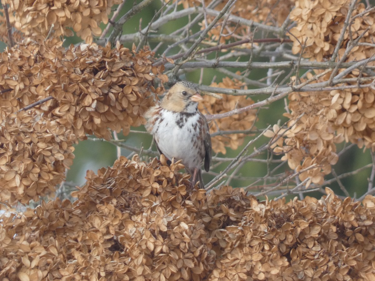 Harris's Sparrow - ML637661704