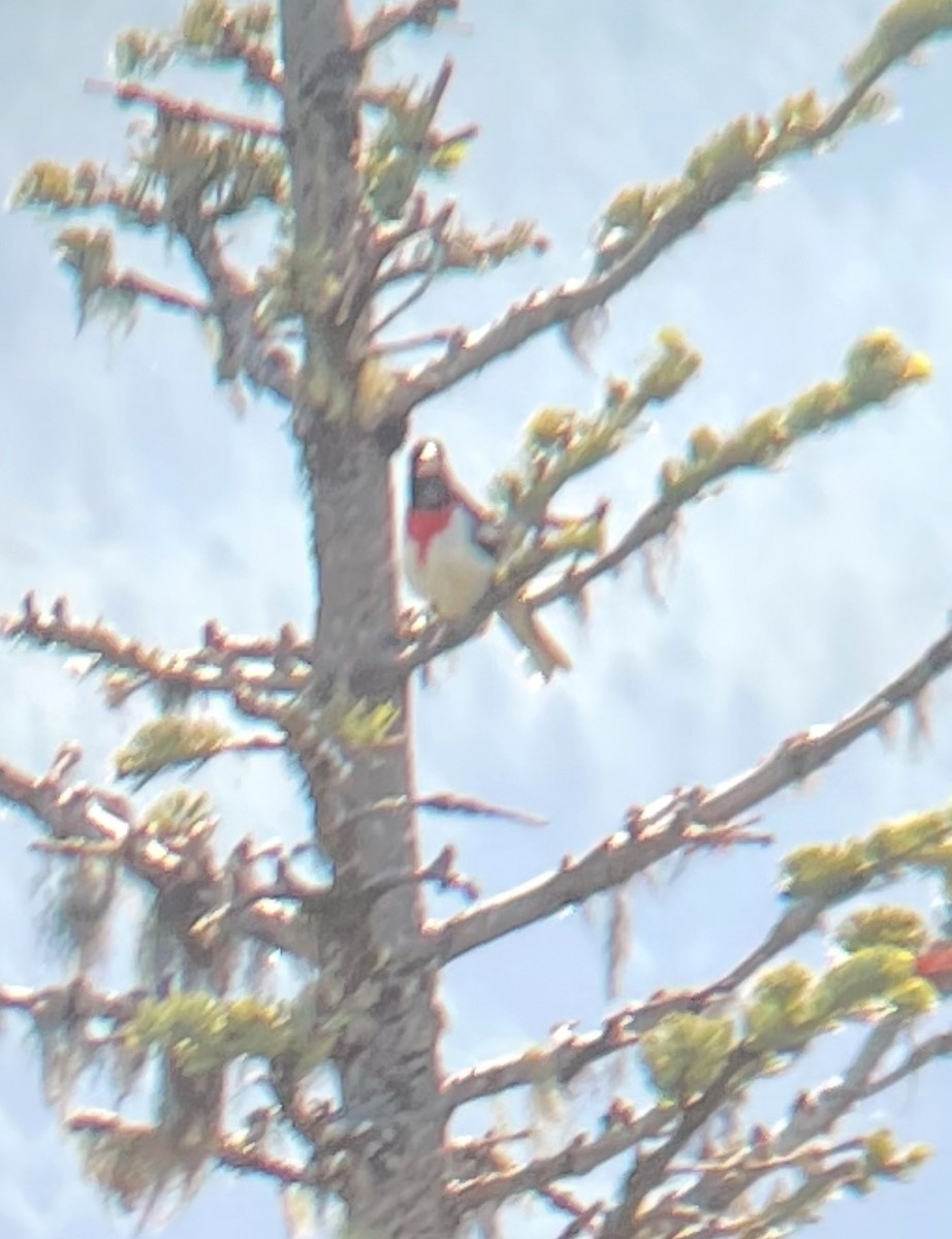 Rose-breasted Grosbeak - ML637661838