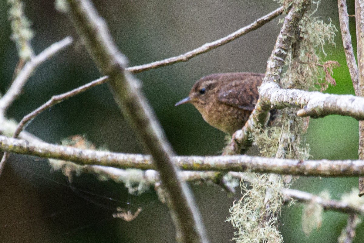 Pacific Wren - ML637661848