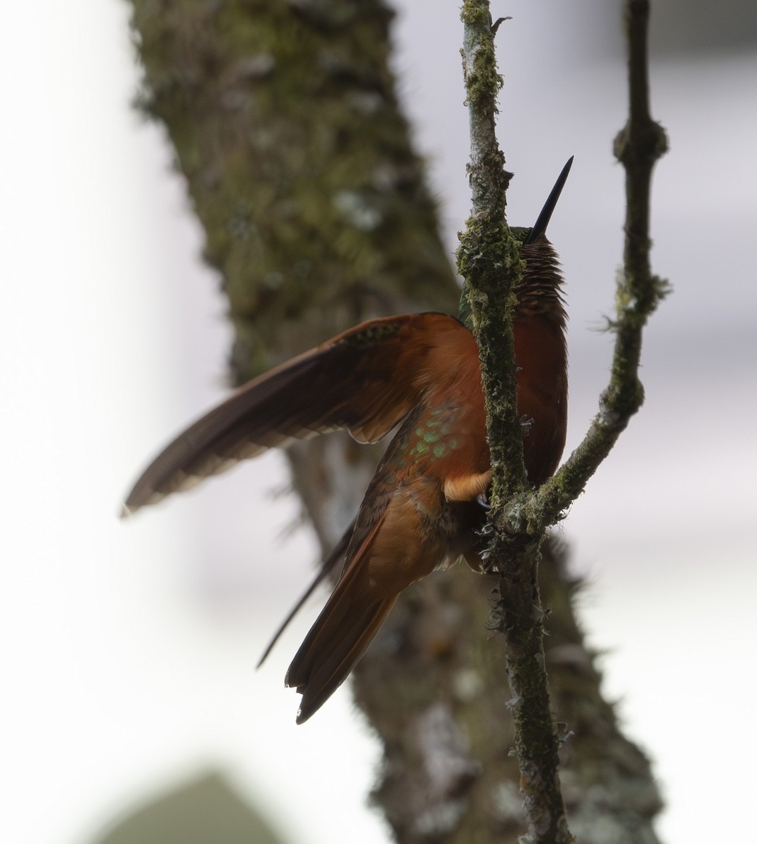 Chestnut-breasted Coronet - ML637661858