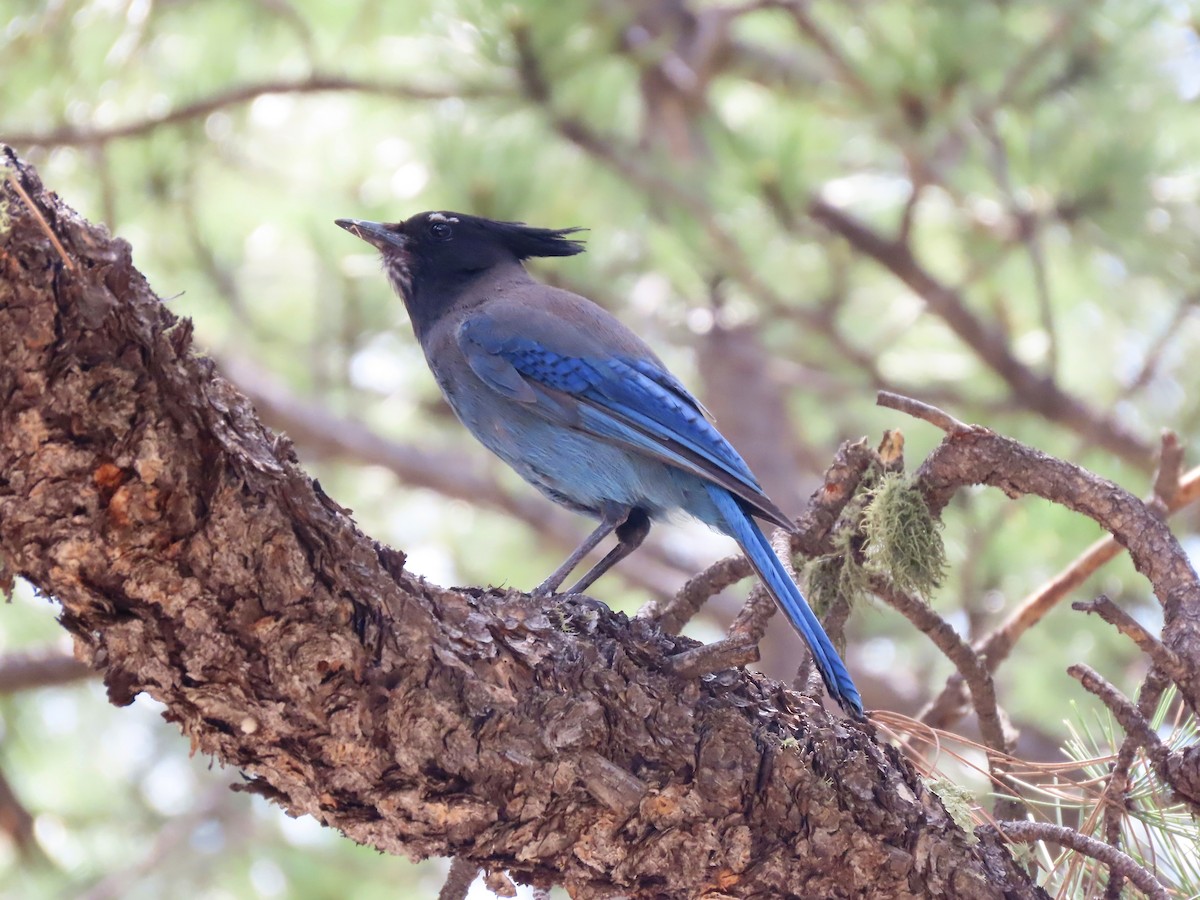 Steller's Jay (Southwest Interior) - ML637661889