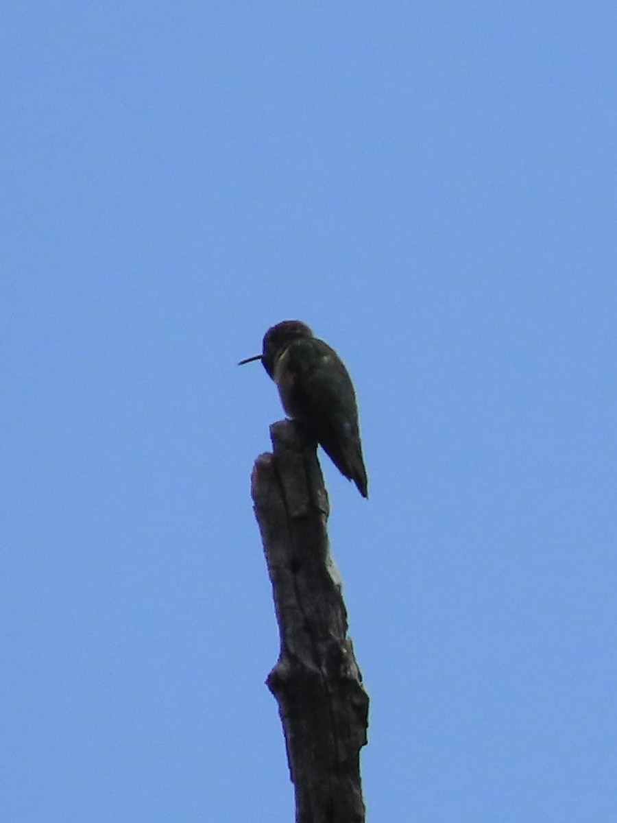 Broad-tailed Hummingbird - ML637661893