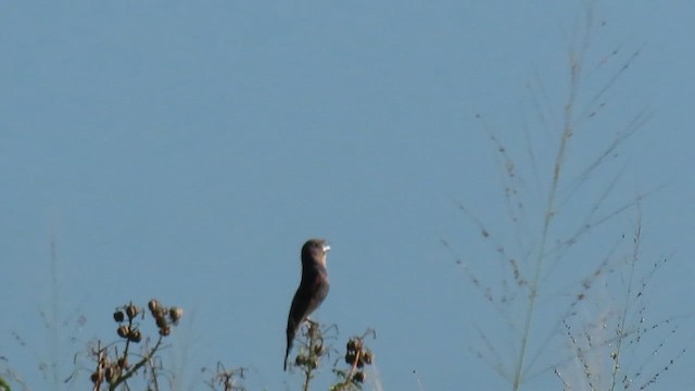 Blue Grosbeak - ML637661898