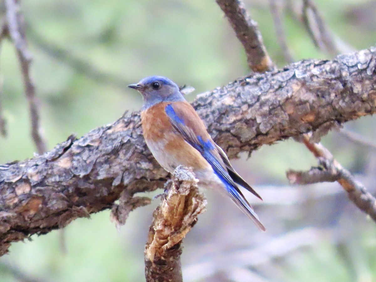 Western Bluebird - ML637661899