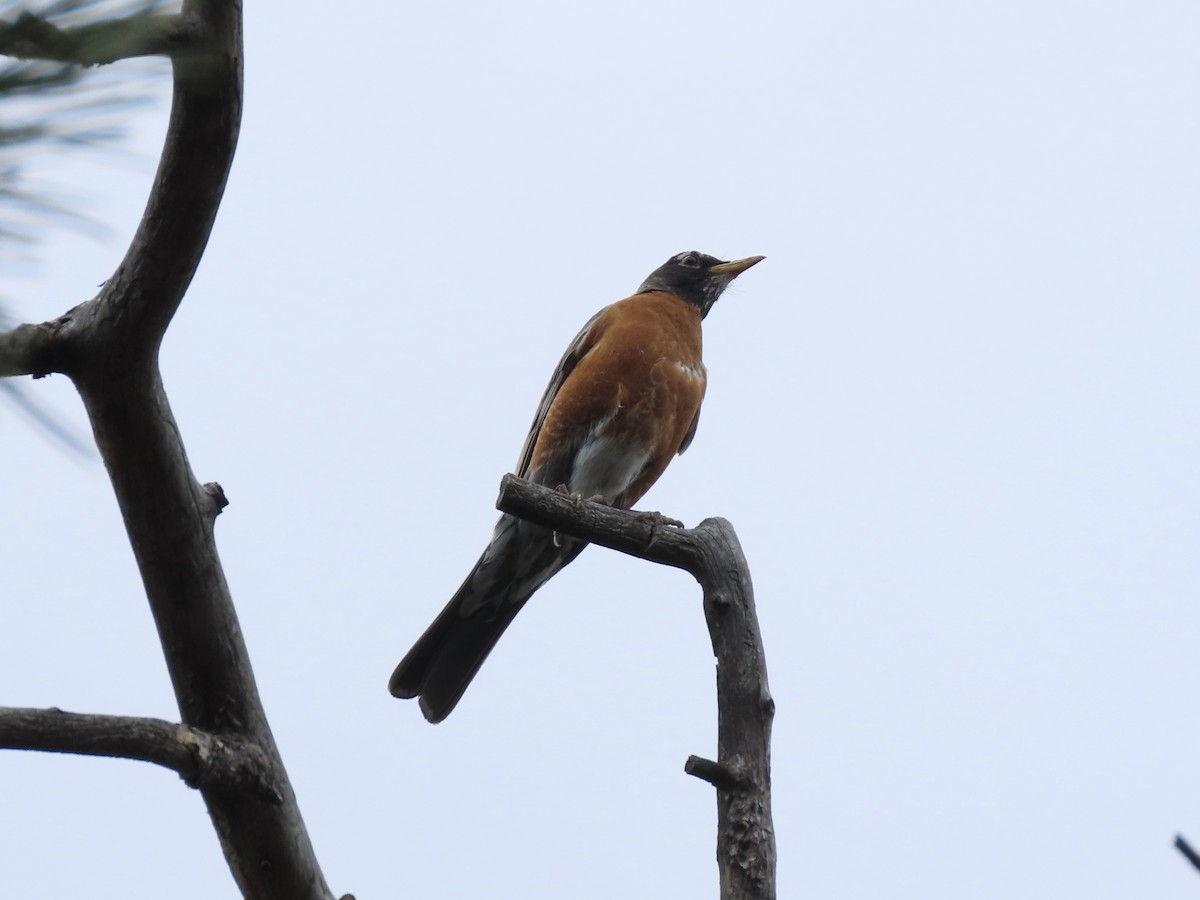 American Robin - ML637661907