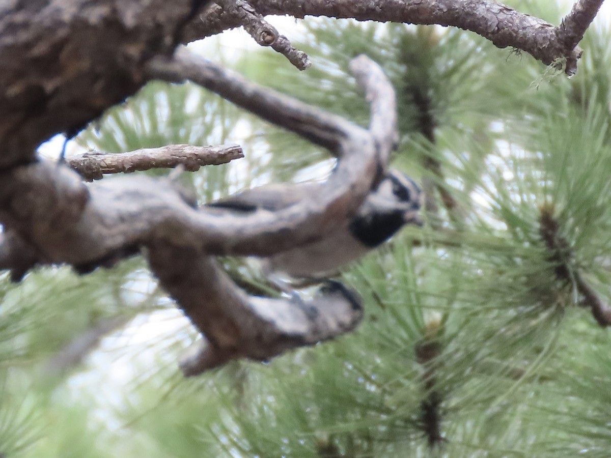 Mountain Chickadee (Rocky Mts.) - ML637661909