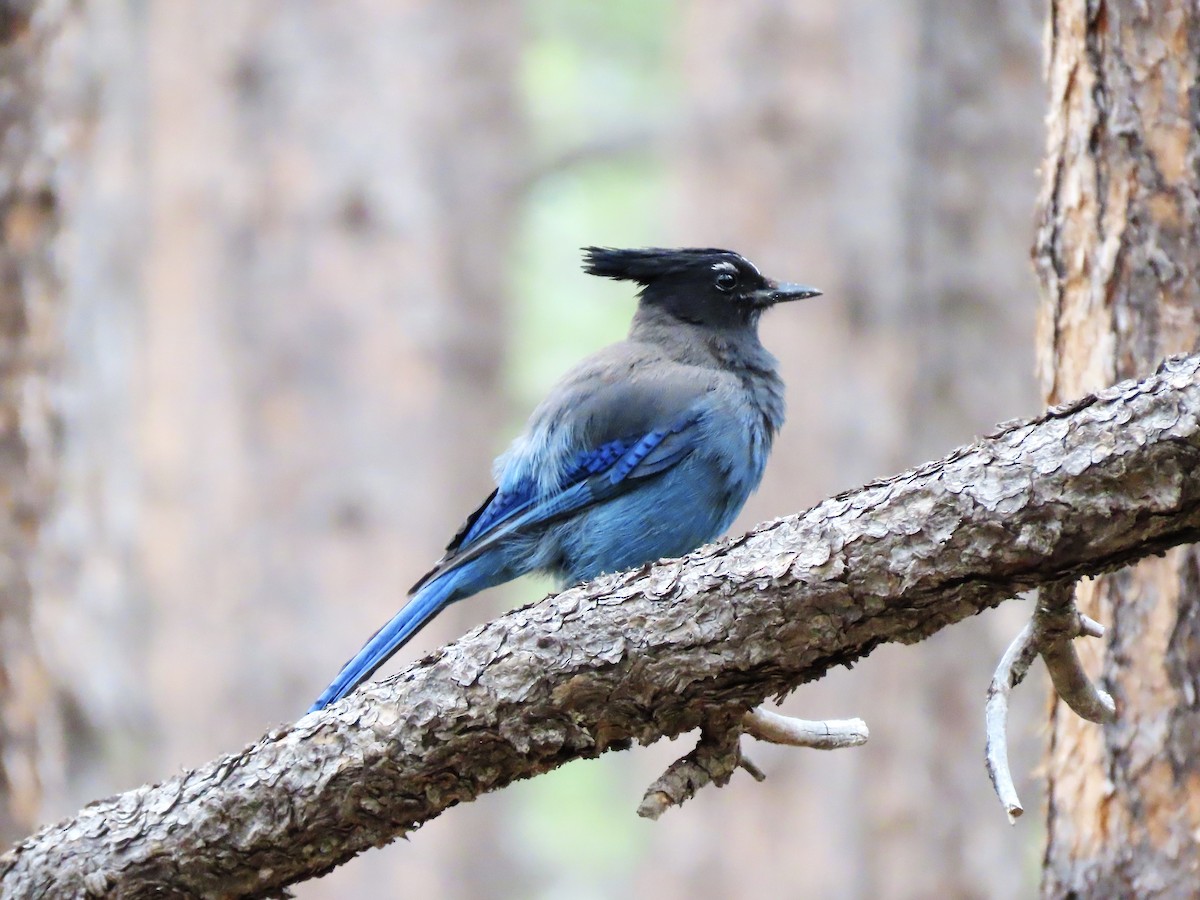 Steller's Jay (Southwest Interior) - ML637661915