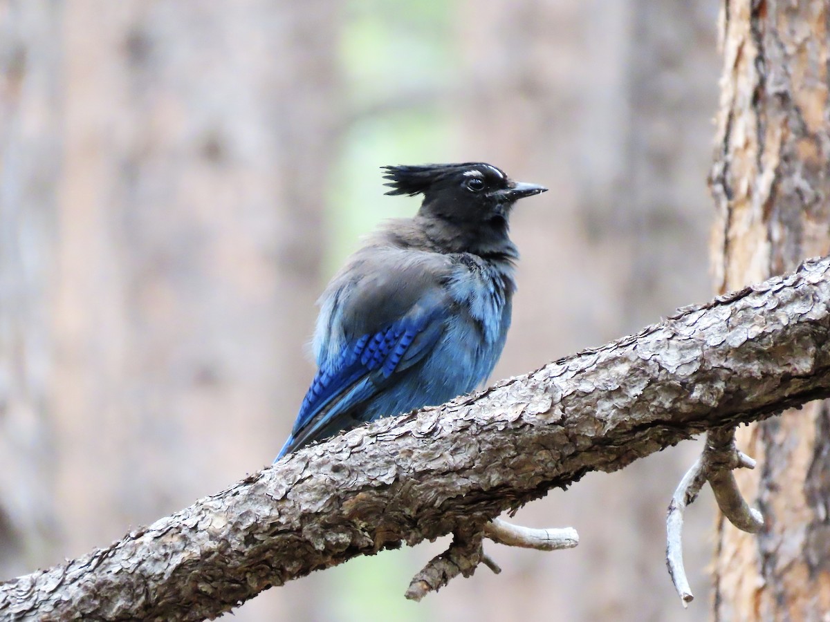 Steller's Jay (Southwest Interior) - ML637661916