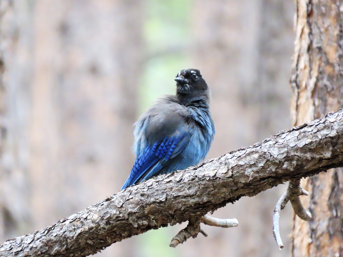 Steller's Jay (Southwest Interior) - ML637661918