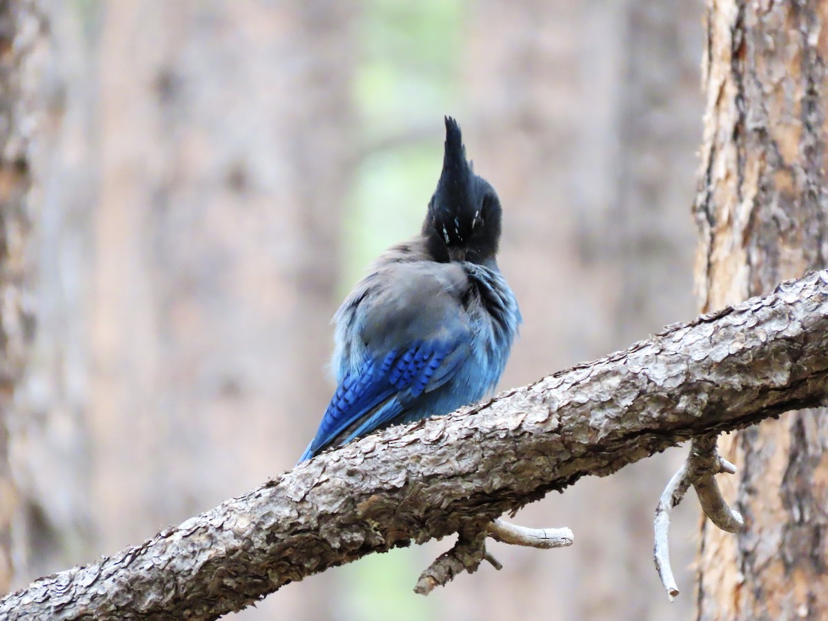 Steller's Jay (Southwest Interior) - ML637661919