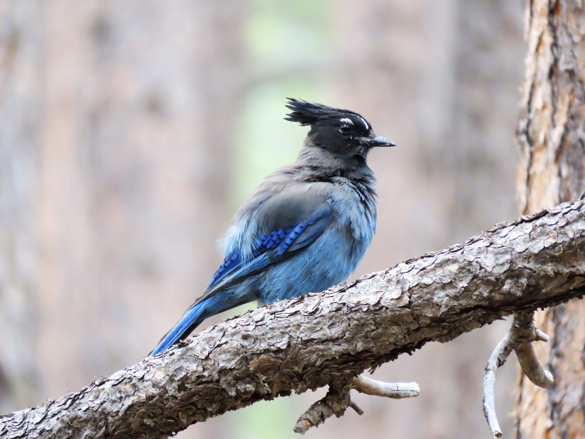 Steller's Jay (Southwest Interior) - ML637661920
