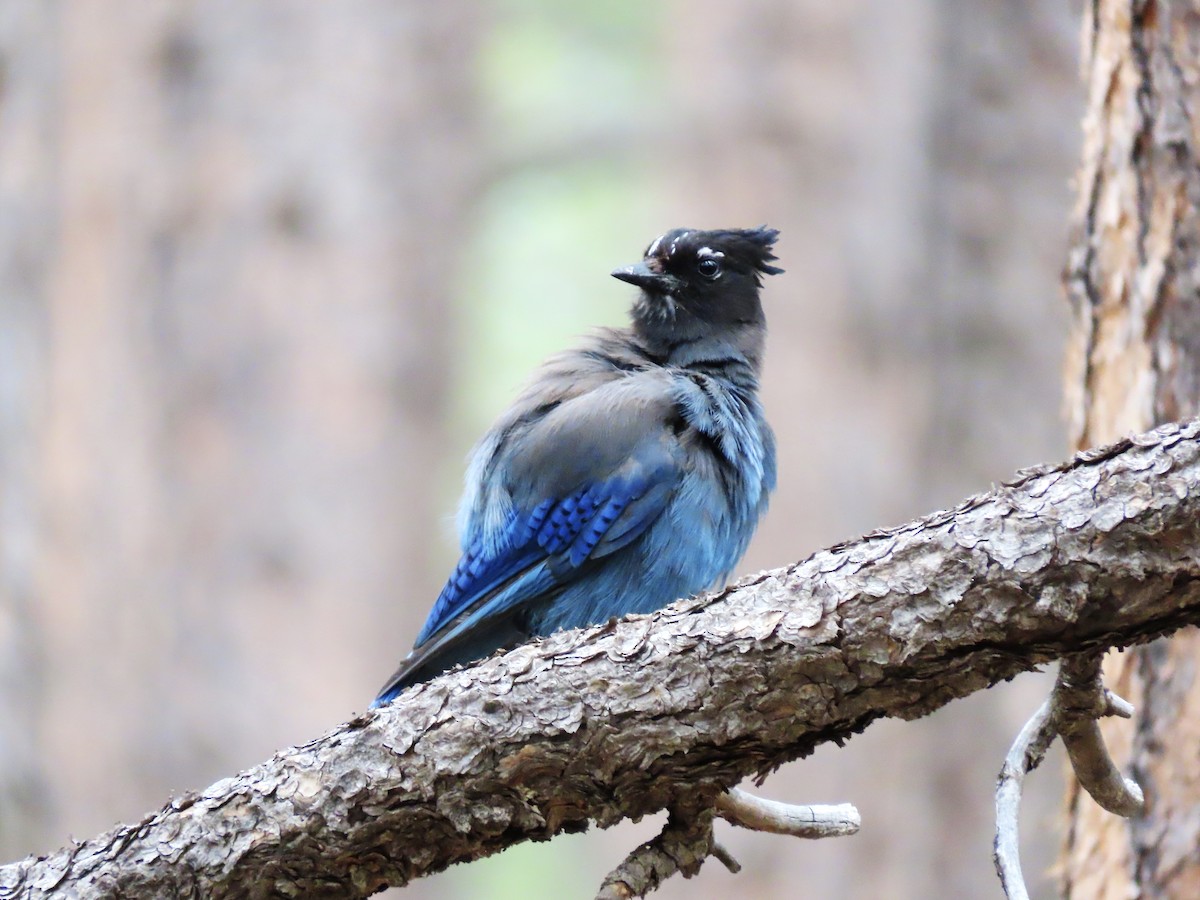 Steller's Jay (Southwest Interior) - ML637661921