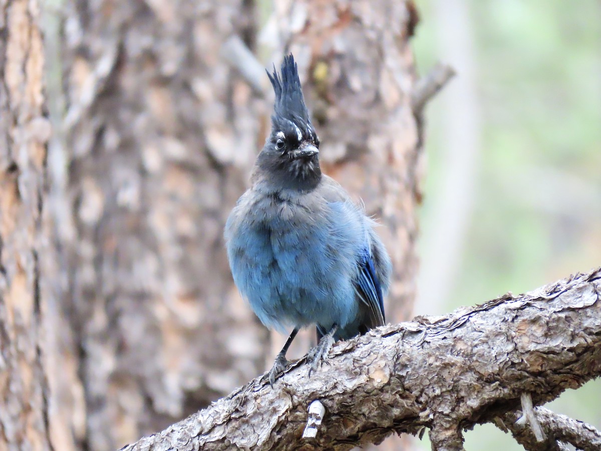Steller's Jay (Southwest Interior) - ML637661931