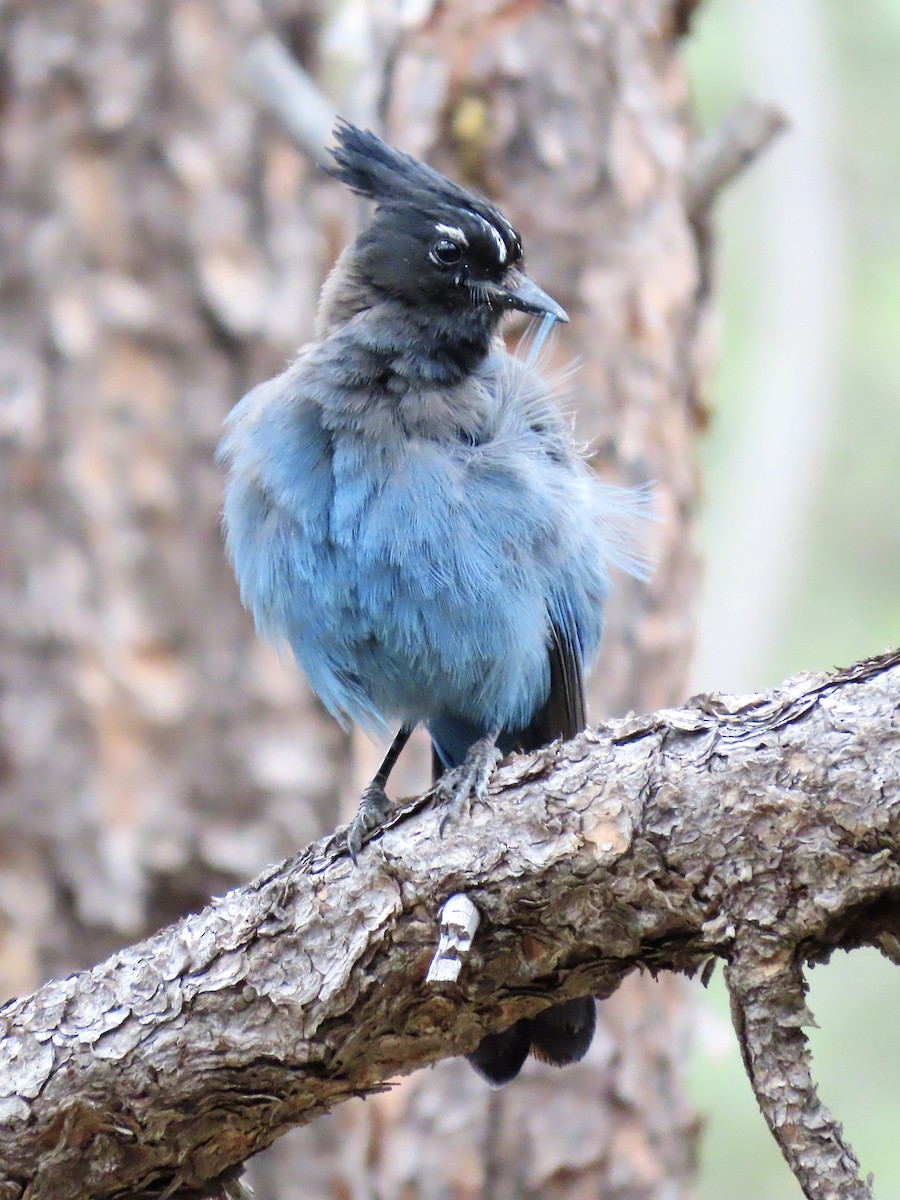 Steller's Jay (Southwest Interior) - ML637661932