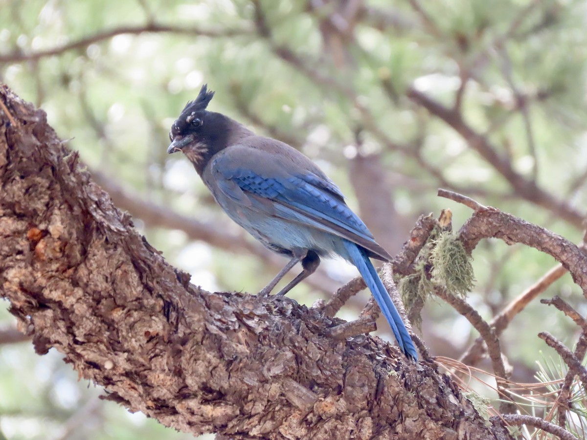 Steller's Jay (Southwest Interior) - ML637661938