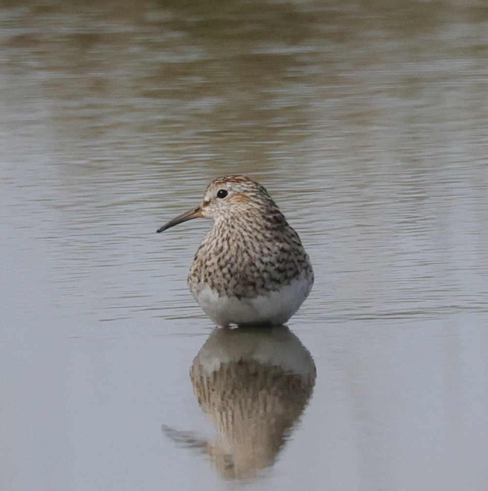Pectoral Sandpiper - ML637661944