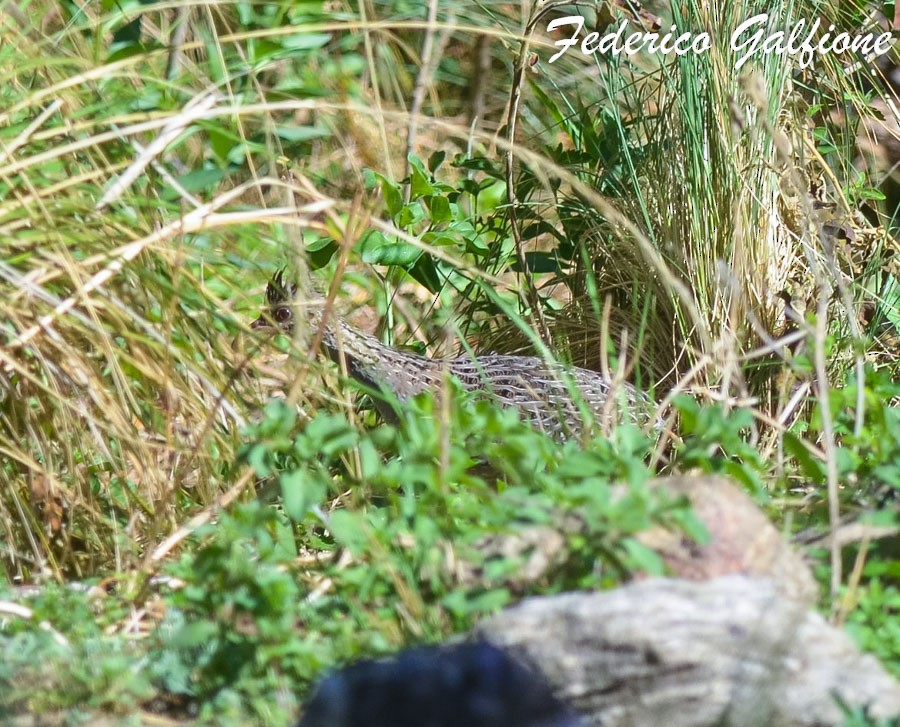 Andean Tinamou - ML637661998