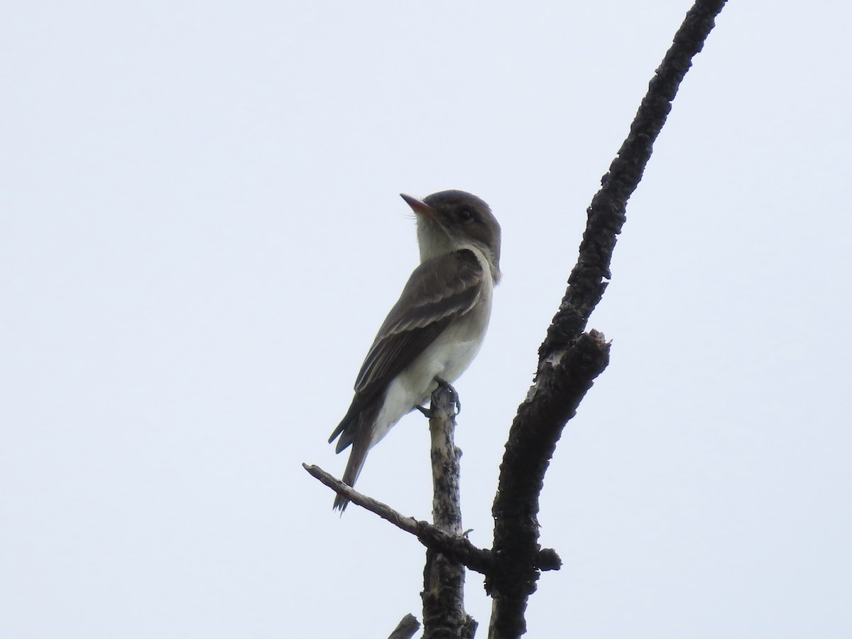 Western Wood-Pewee - ML637662017