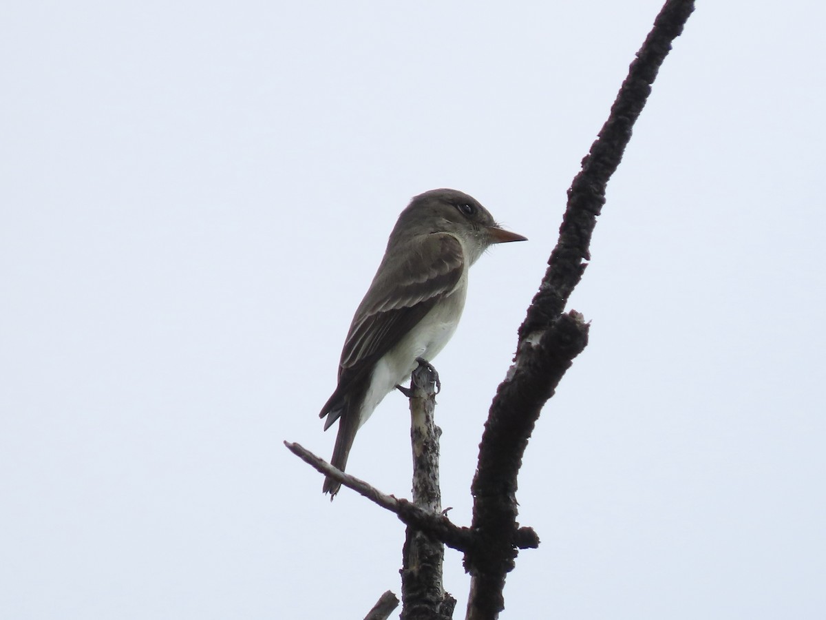 Western Wood-Pewee - ML637662018