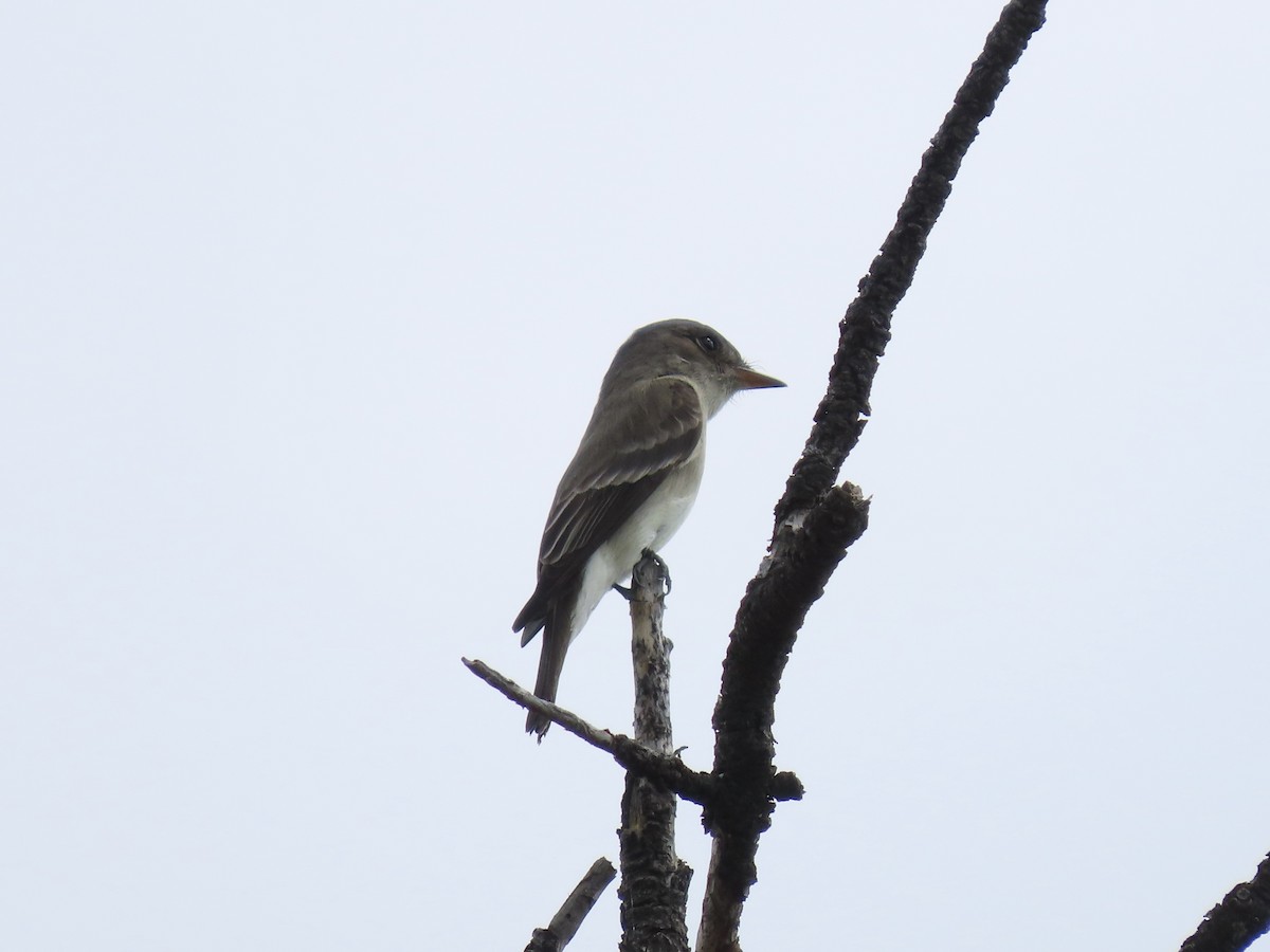 Western Wood-Pewee - ML637662019