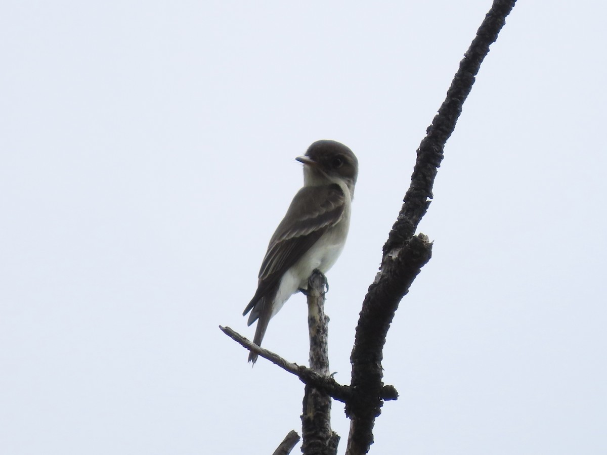 Western Wood-Pewee - ML637662020