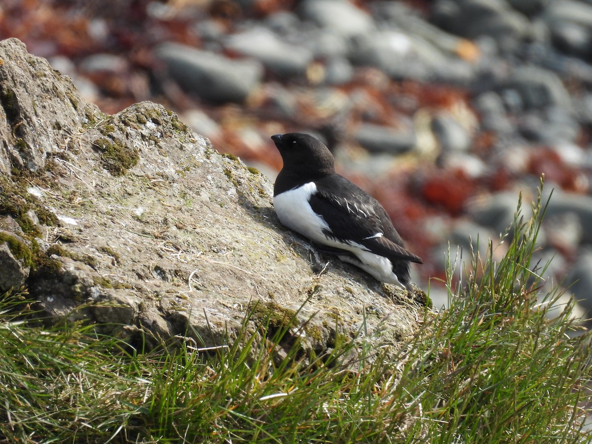Dovekie - ML637662089