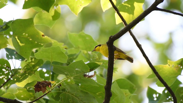 Kentuckygelbkehlchen - ML637662119