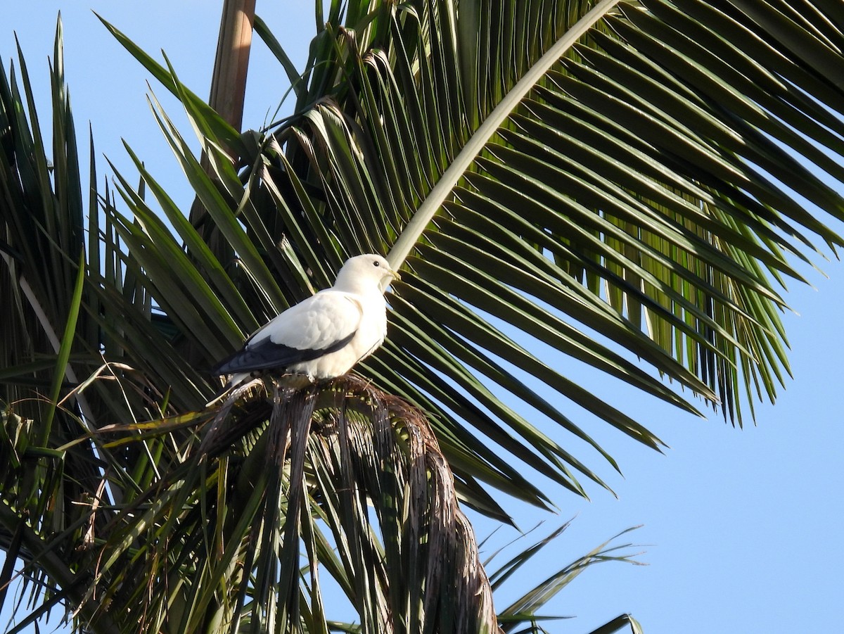 Torresian Imperial-Pigeon - ML637662194