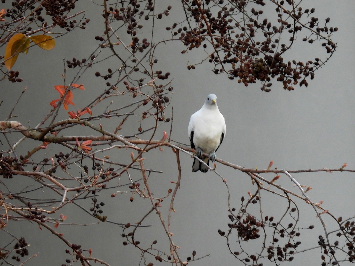 Torresian Imperial-Pigeon - ML637662196