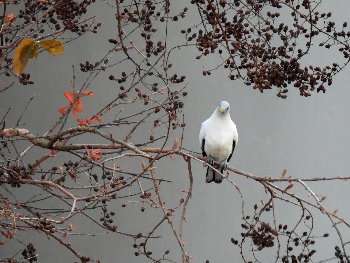 Torresian Imperial-Pigeon - ML637662197