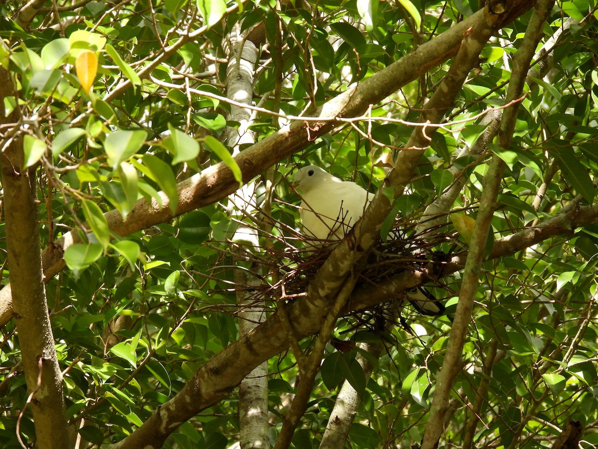 Torresian Imperial-Pigeon - ML637662198