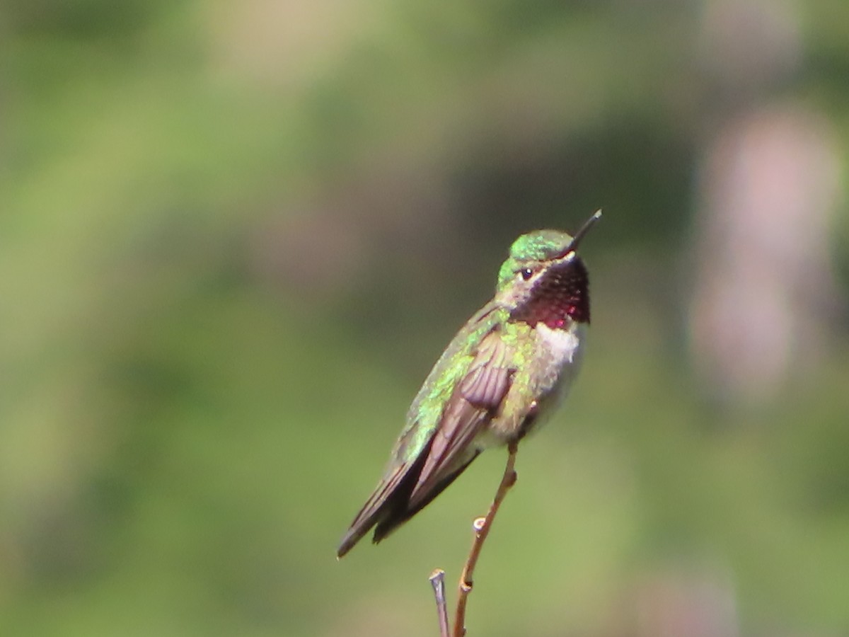 Broad-tailed Hummingbird - ML637662215