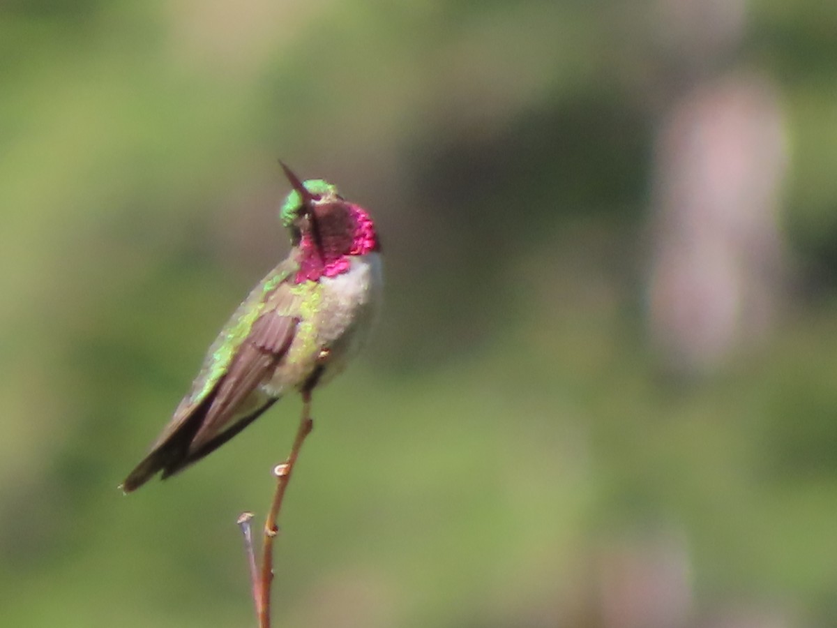 Broad-tailed Hummingbird - ML637662216