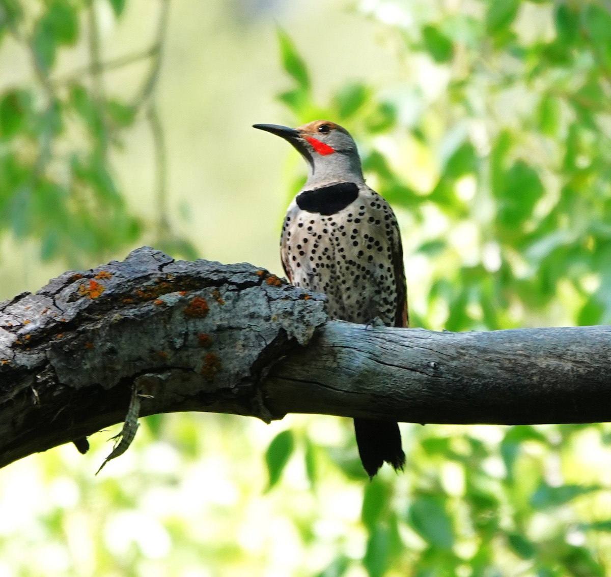 Northern Flicker (Red-shafted) - ML637662253
