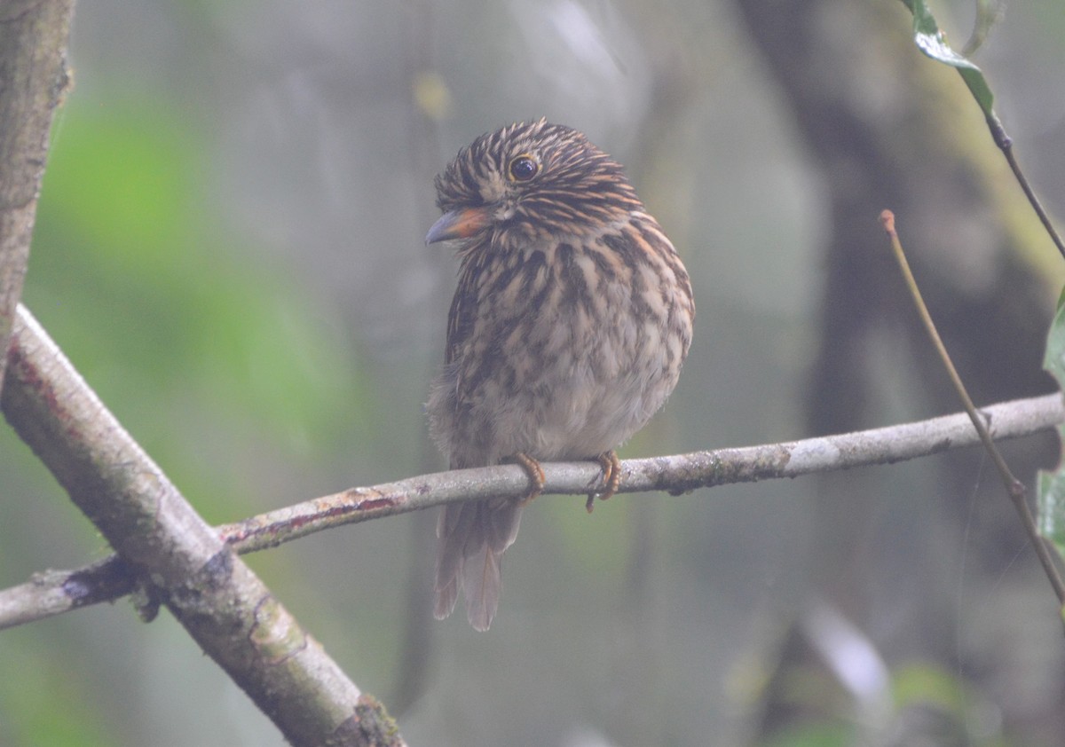 White-chested Puffbird - ML637662280