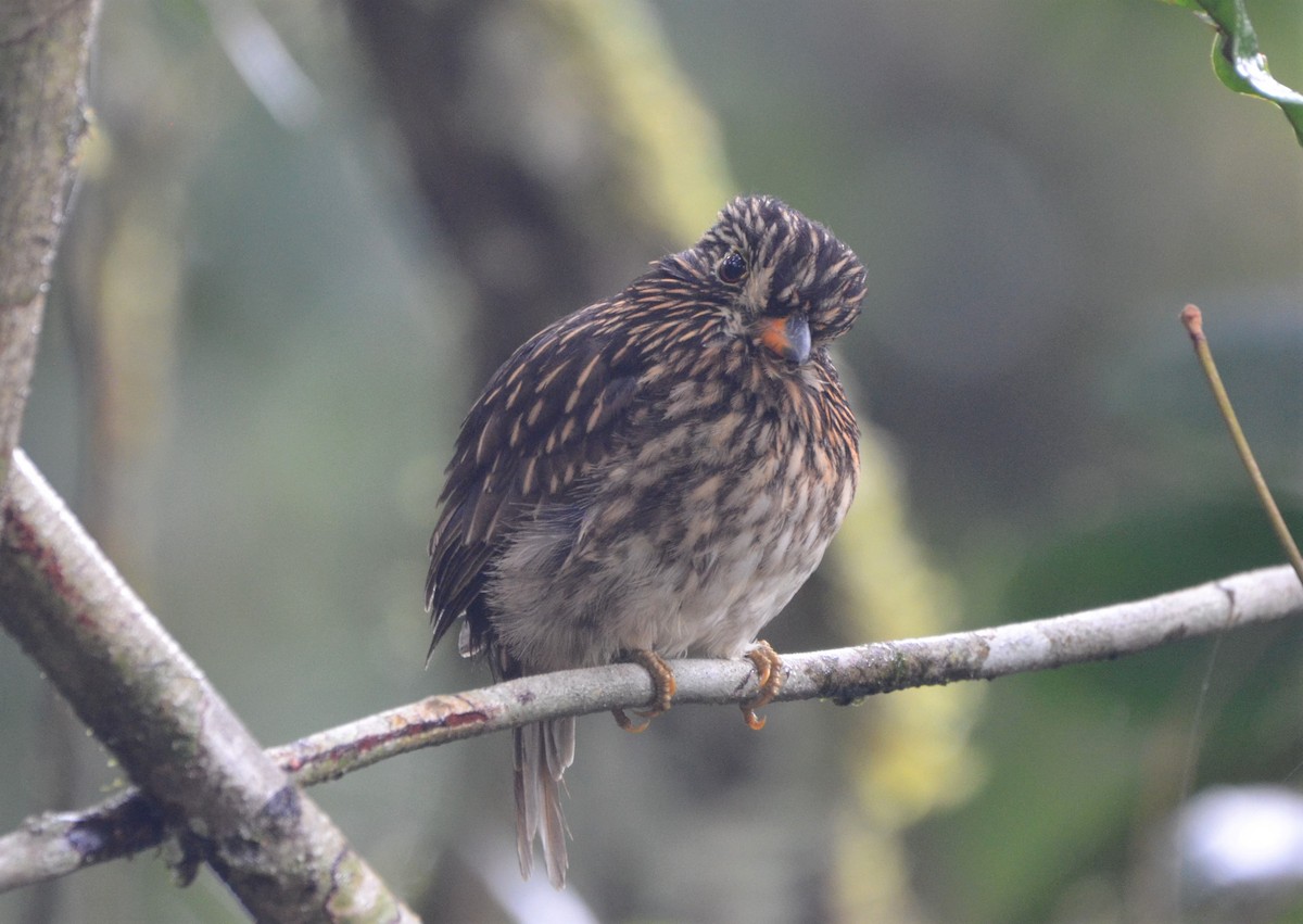 White-chested Puffbird - ML637662281